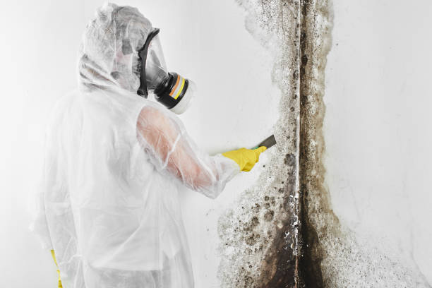 Best Residential Mold Removal  in Swartzville, PA