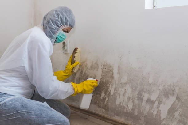 Best Fast Mold Removal  in Swartzville, PA