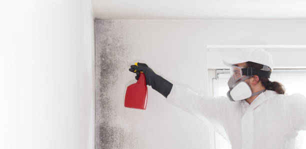 Best Same-Day Mold Removal  in Swartzville, PA