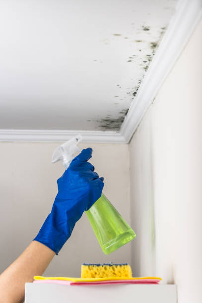 Mold Testing and Removal in Swartzville, PA