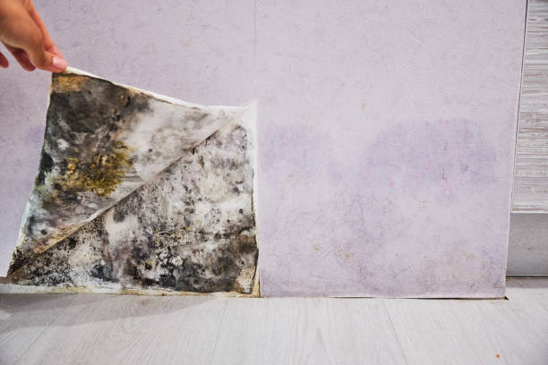 Best Mold Damage Repair  in Swartzville, PA